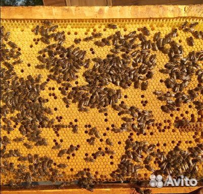 Пчелопакеты Карпатка купить на Зозу.ру - фотография № 1