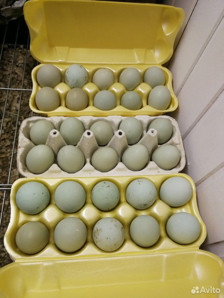 Инкубационное яйцо Ухейилюй чистокровные купить на Зозу.ру - фотография № 2