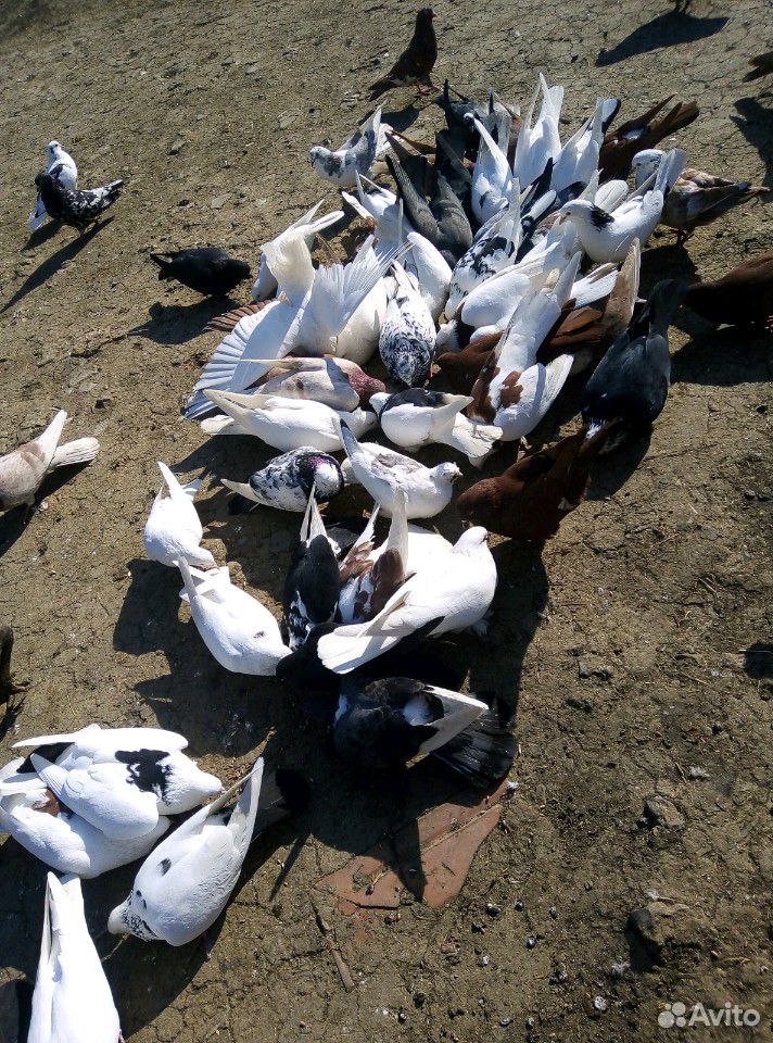 Продаю голубей, бьющих купить на Зозу.ру - фотография № 8