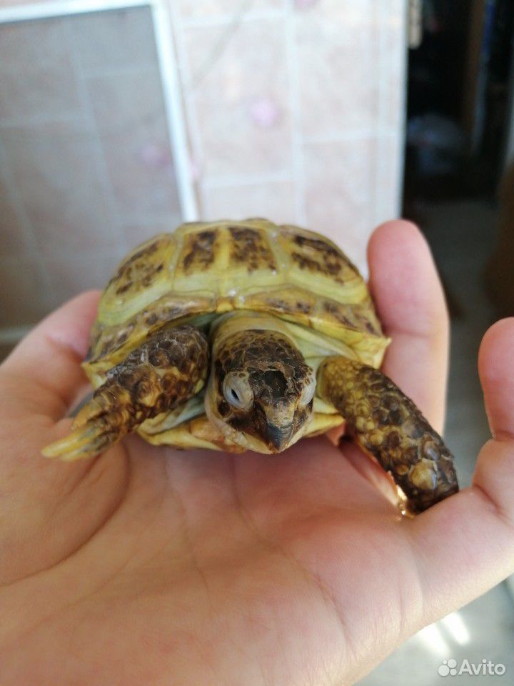 Черепаха сухопутная купить на Зозу.ру - фотография № 2