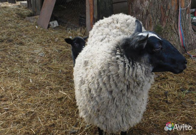 Романовская овца с ягнятами купить на Зозу.ру - фотография № 1