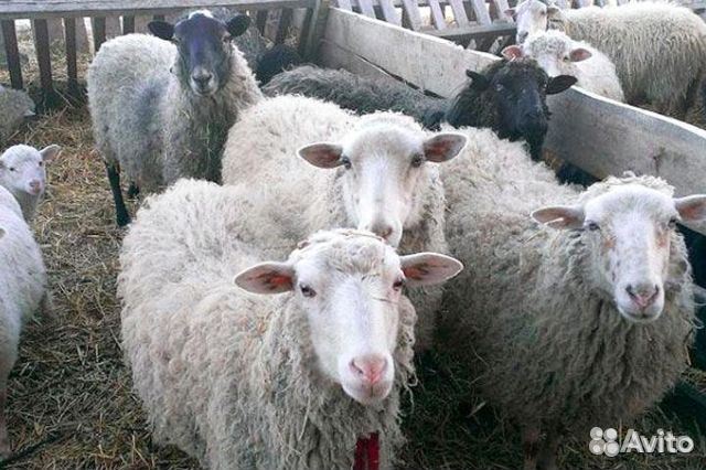 Суягные овцы купить на Зозу.ру - фотография № 1