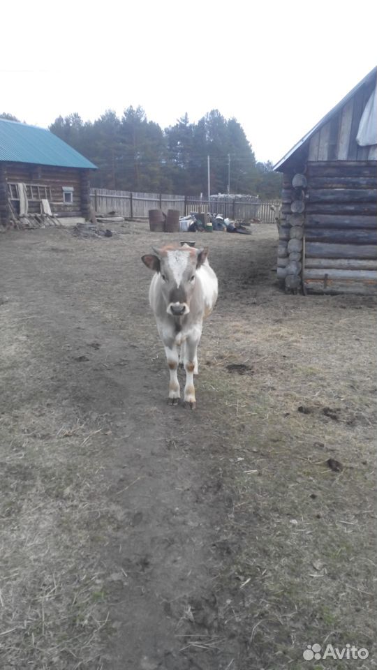 Корова дойная купить на Зозу.ру - фотография № 5