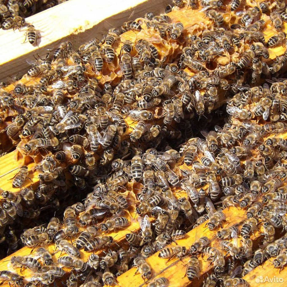 Пчелопакеты, пчелы с 20 апреля 2020 г купить на Зозу.ру - фотография № 1