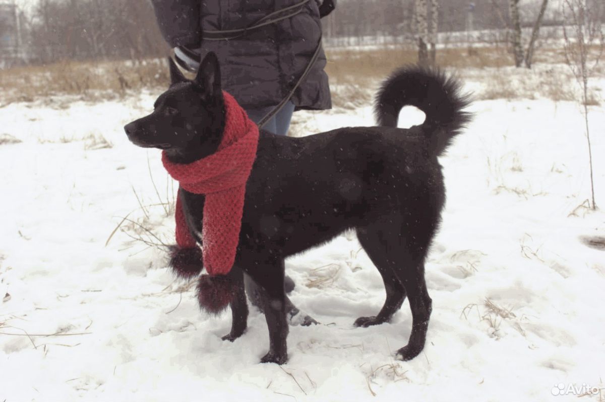 Черная собака Ночка в дар купить на Зозу.ру - фотография № 1