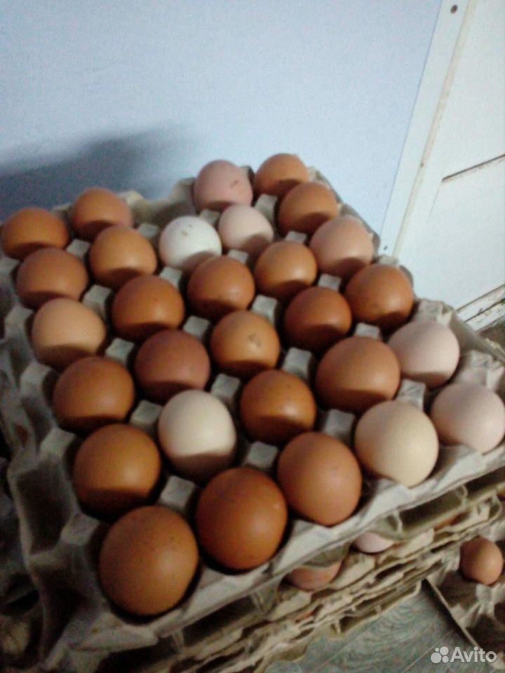 Продаю яйца купить на Зозу.ру - фотография № 1