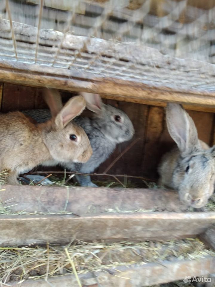 Кролики Фландер купить на Зозу.ру - фотография № 5