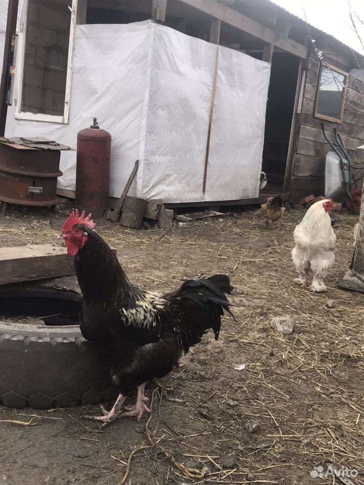 Суточные цыплята купить на Зозу.ру - фотография № 5