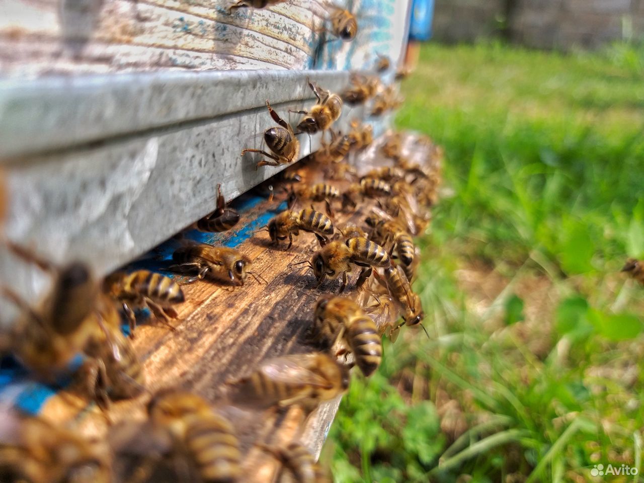 Пчелопакеты -пчелосемьи купить на Зозу.ру - фотография № 3