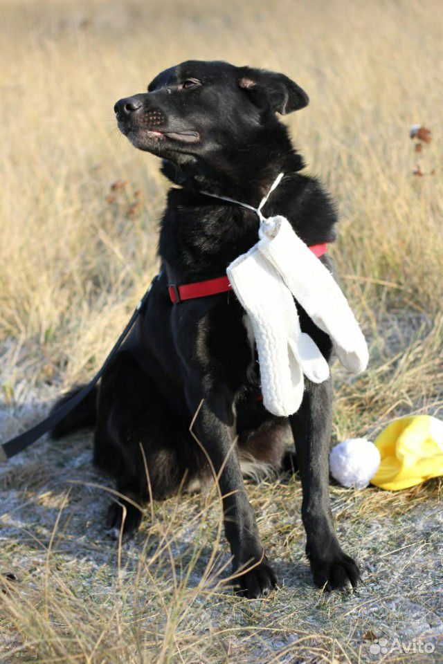Самая лучшая собака ищет самых лучший хозяев купить на Зозу.ру - фотография № 6