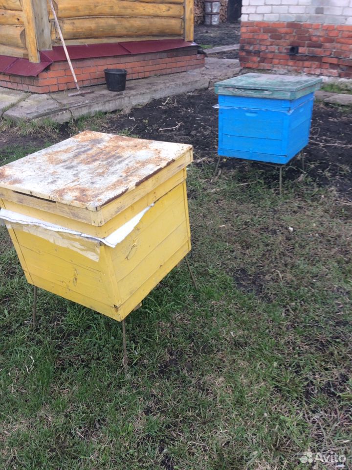 Пчелосемьи с ульями купить на Зозу.ру - фотография № 4