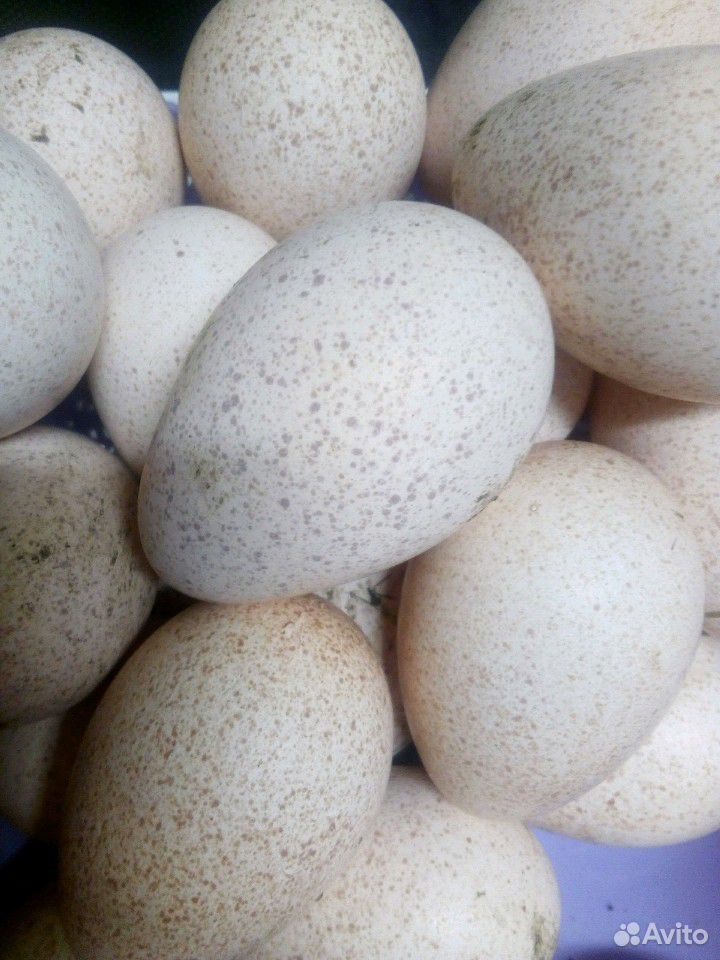 Яйцо индейки на инкубацию.Так же утиные, индоутины купить на Зозу.ру - фотография № 1