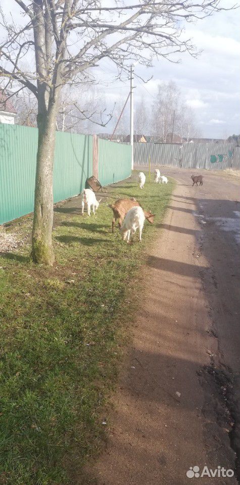 Камерун козёл, козлята, дойные козы купить на Зозу.ру - фотография № 2