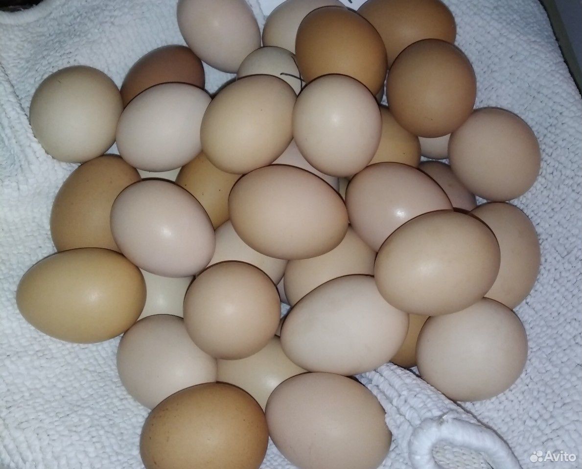 Инкубационные Яйца купить на Зозу.ру - фотография № 1