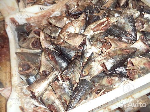 Отходы рыбные с рыбного производства купить на Зозу.ру - фотография № 1