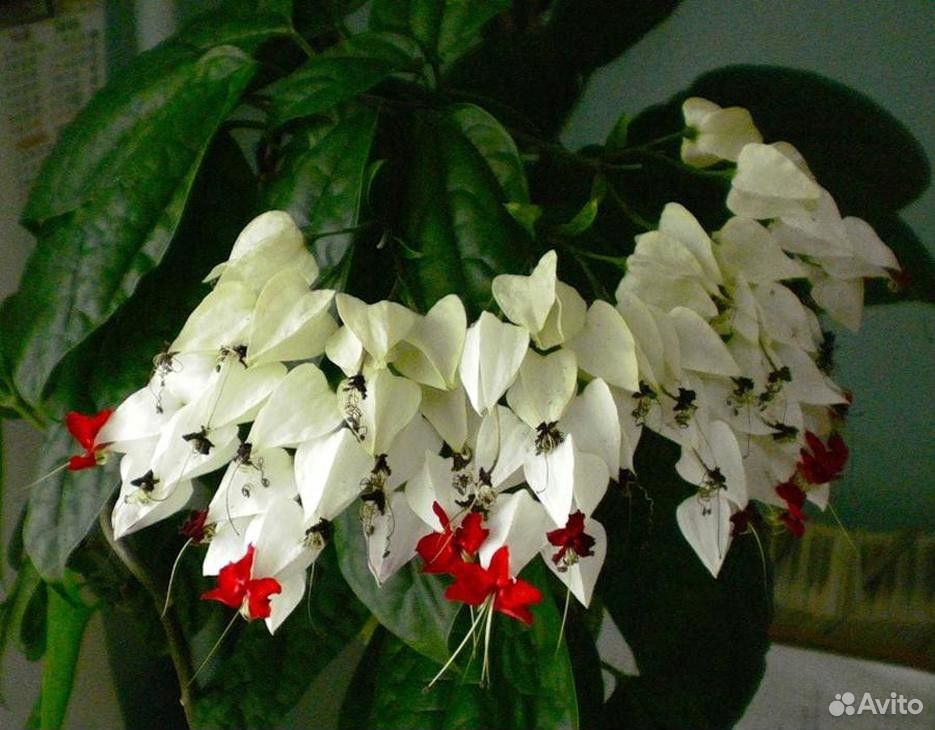 Белый цветок домашний название. Клеродендрум госпожи Томпсон. Клеродендрум цветок. Клеродендрум белый. Клеродендрум фата невесты.