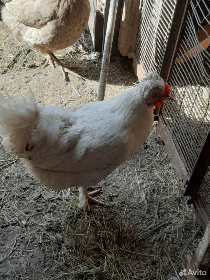 Продам инкубационное яйцо от хохлатых домашних кур купить на Зозу.ру - фотография № 5