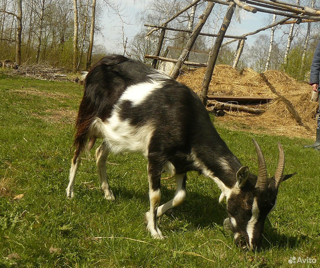 Молочная молодая коза купить на Зозу.ру - фотография № 6