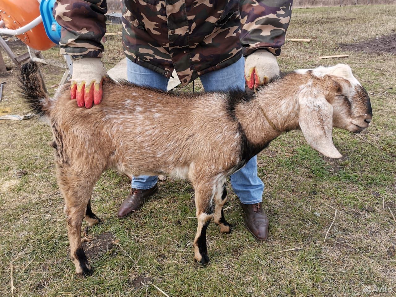 Англонубийские козы купить на Зозу.ру - фотография № 2