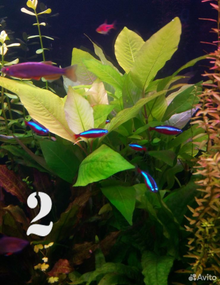 Растения аквариумные: Криптокорина нури, Лимонник купить на Зозу.ру - фотография № 3