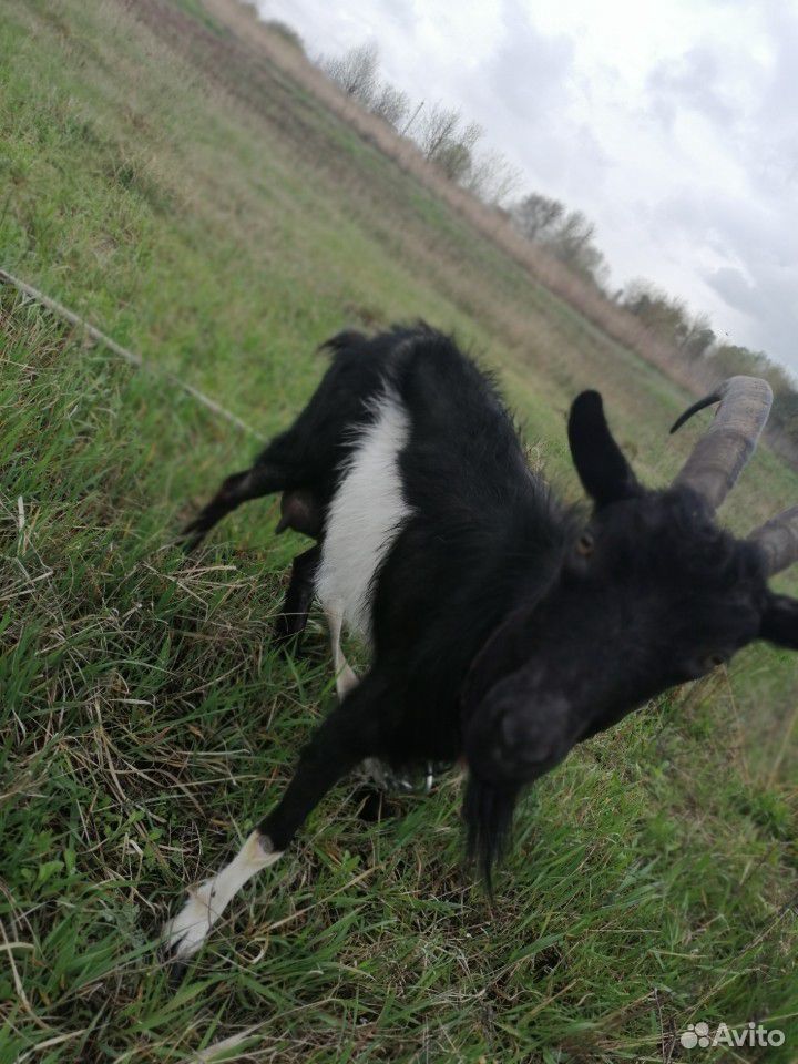 Козёл, коза купить на Зозу.ру - фотография № 2