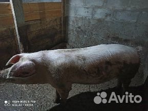 Рабочий хряк ландрас,приглашает свинок на свидание купить на Зозу.ру - фотография № 1