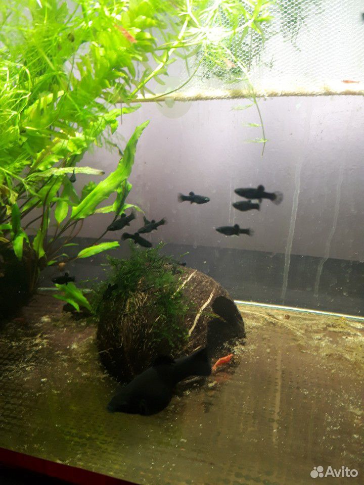 Рыбки в аквариум купить на Зозу.ру - фотография № 4