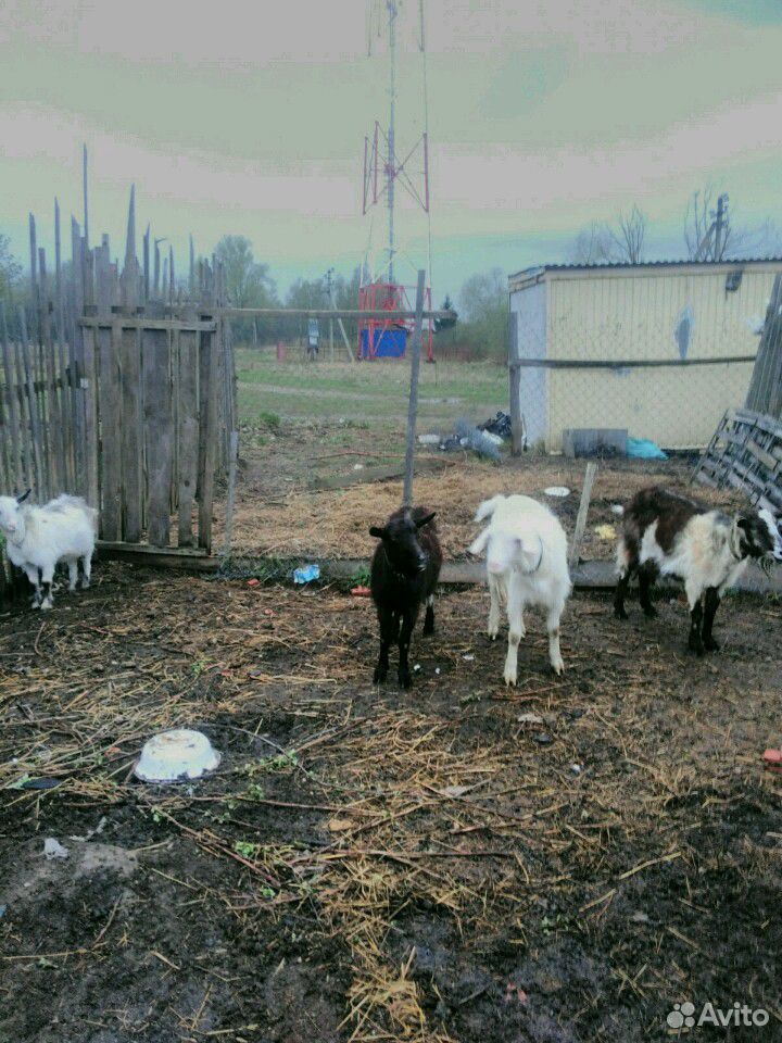 Продам семью коз купить на Зозу.ру - фотография № 1