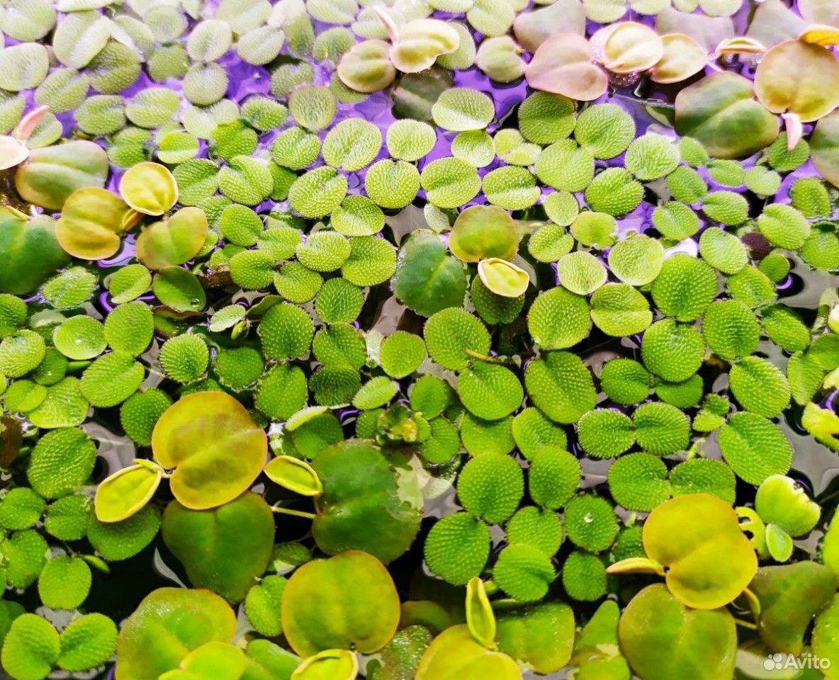 Виды плавающих растений