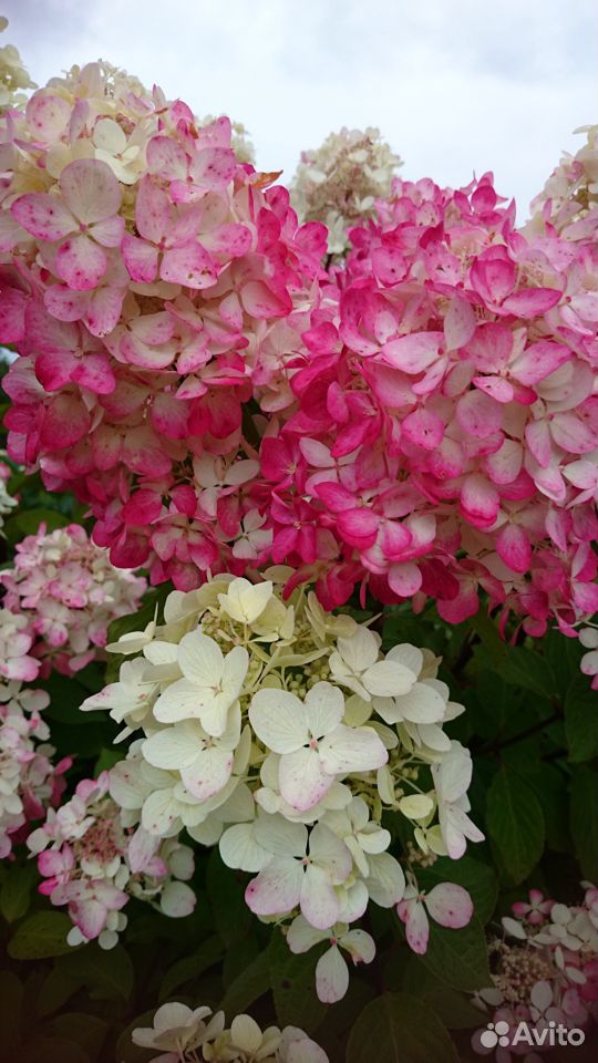 Многолетние цветы и кустарники, есть редкости купить на Зозу.ру - фотография № 1