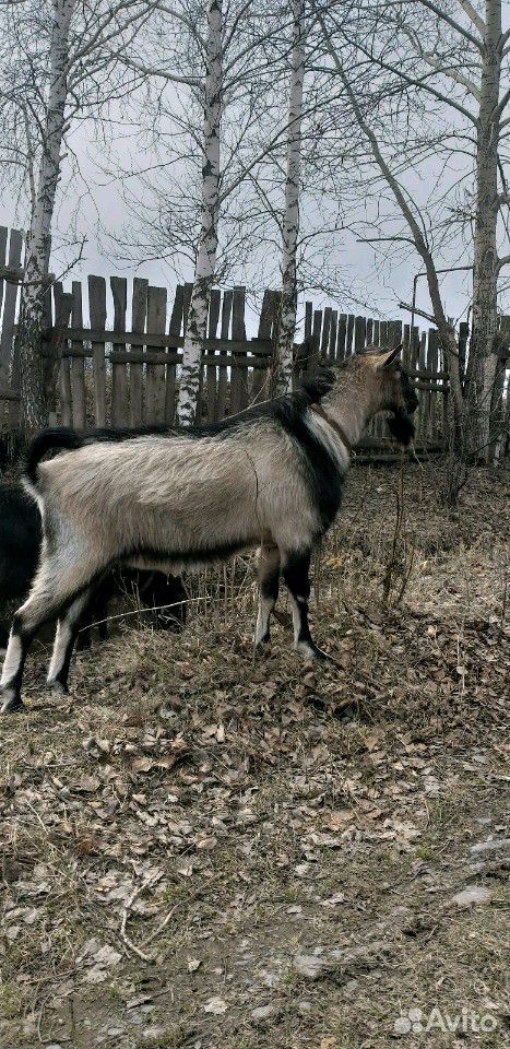 Продаются козлята,годовалый племенной козел,годова купить на Зозу.ру - фотография № 9