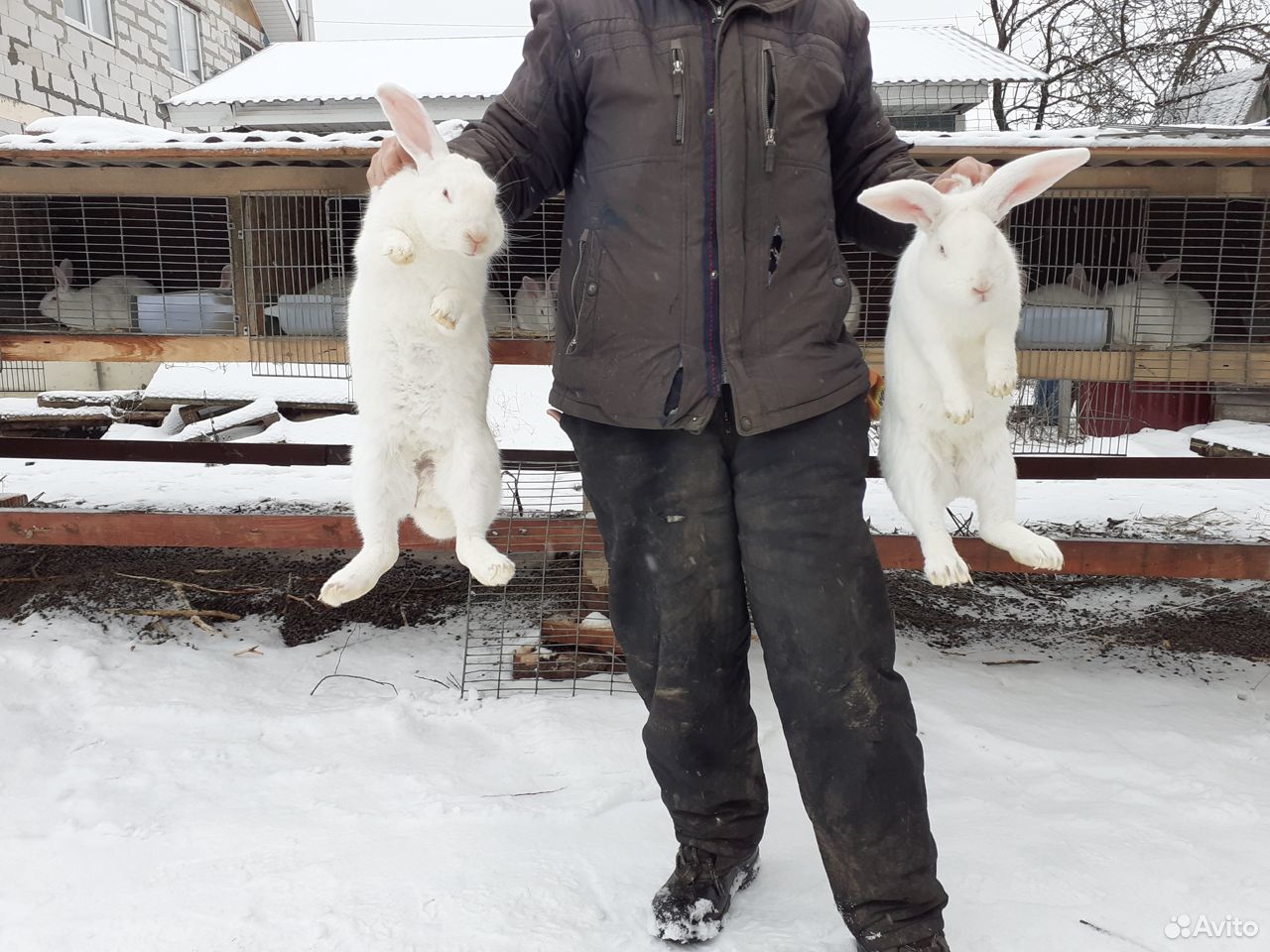 Кролики. Порода "Белый великан" купить на Зозу.ру - фотография № 2