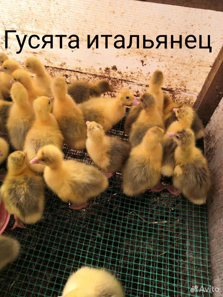 Гусята, Утята, Бройлер, индоутки муларды купить на Зозу.ру - фотография № 8