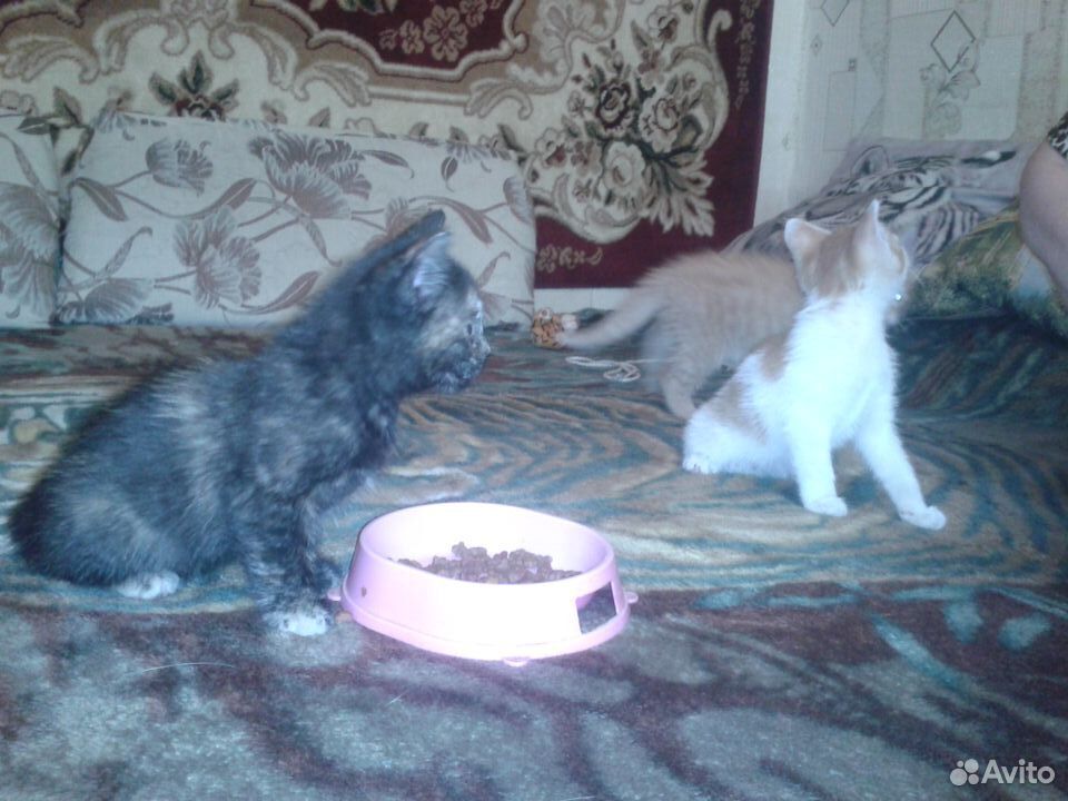 Два кота и кошечка купить на Зозу.ру - фотография № 8