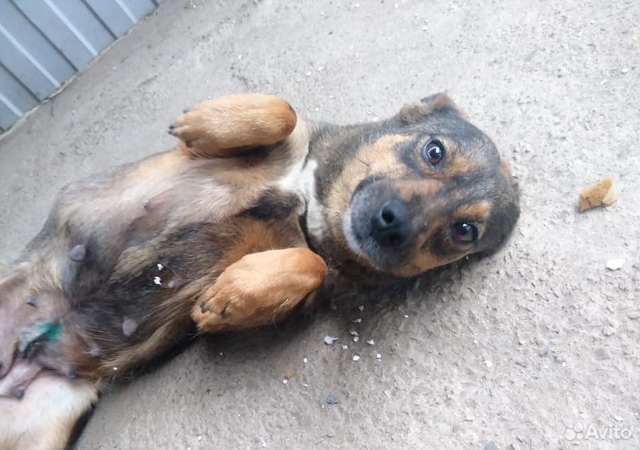 Собака стерилизованная купить на Зозу.ру - фотография № 1