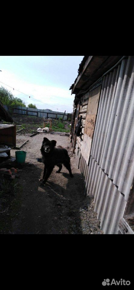 Добрая собака ищет хозяев купить на Зозу.ру - фотография № 1