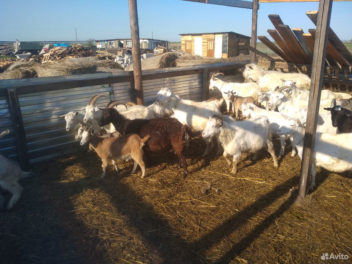 Обмен козлят на яьица гусей Линда купить на Зозу.ру - фотография № 8