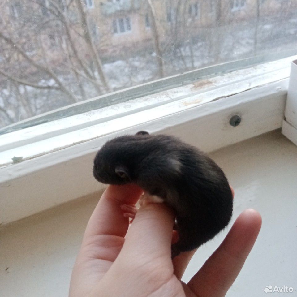 Крыса "Дамбо" купить на Зозу.ру - фотография № 4