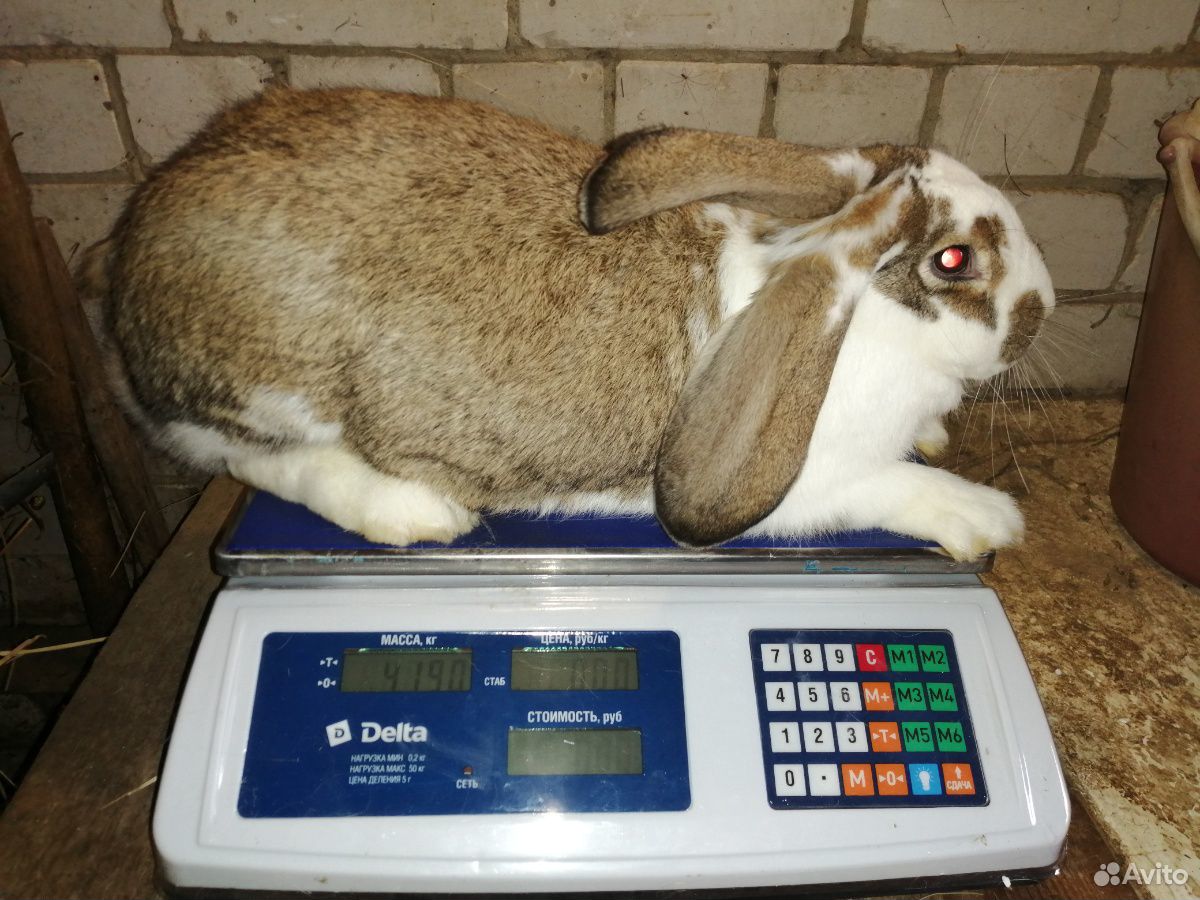Кролики, мясо кролика купить на Зозу.ру - фотография № 1
