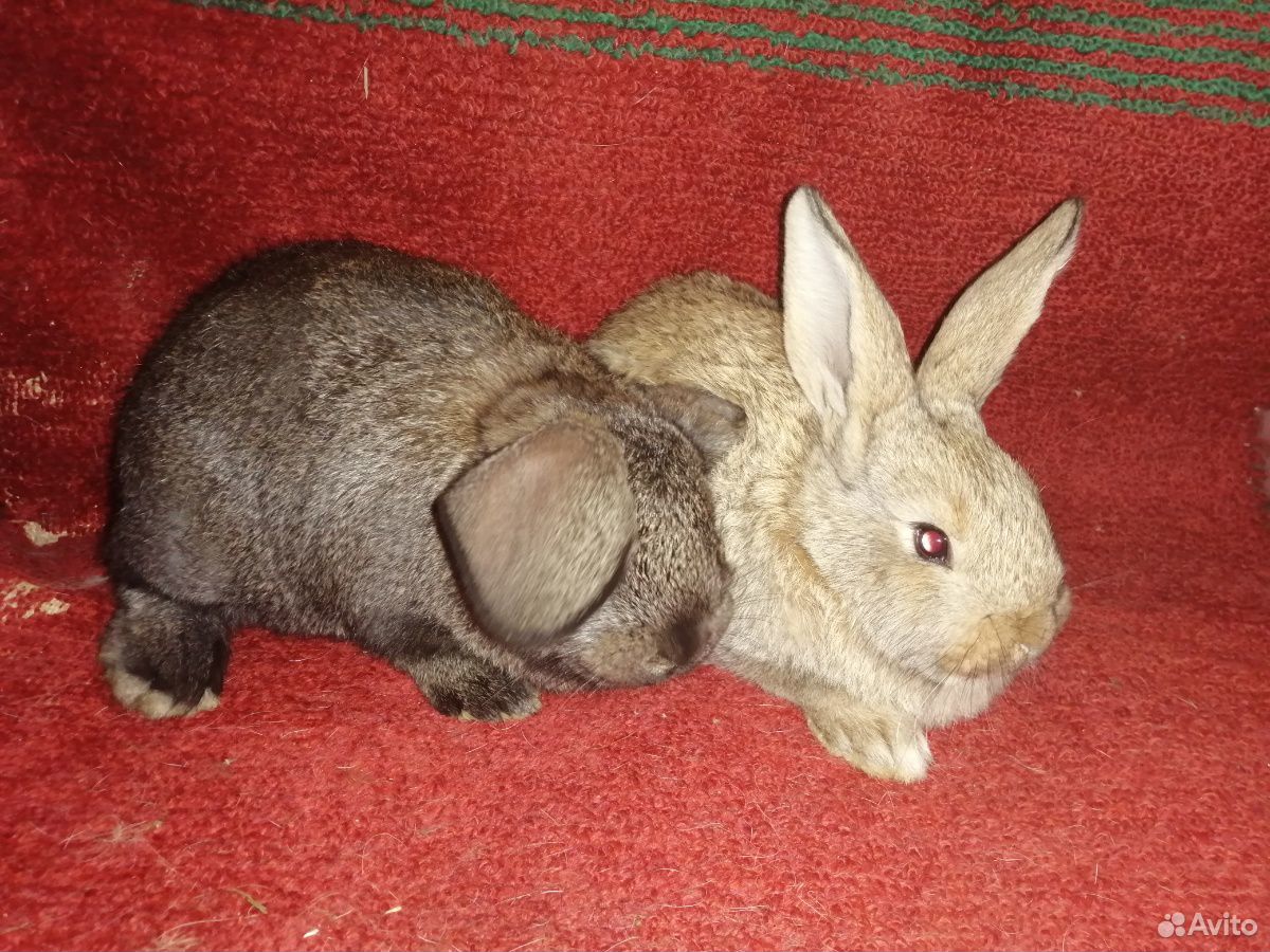 Кролики, мясо кролика купить на Зозу.ру - фотография № 3