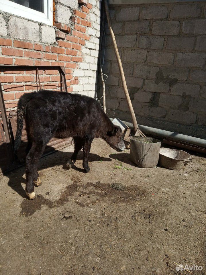 Корова с телятами купить на Зозу.ру - фотография № 2