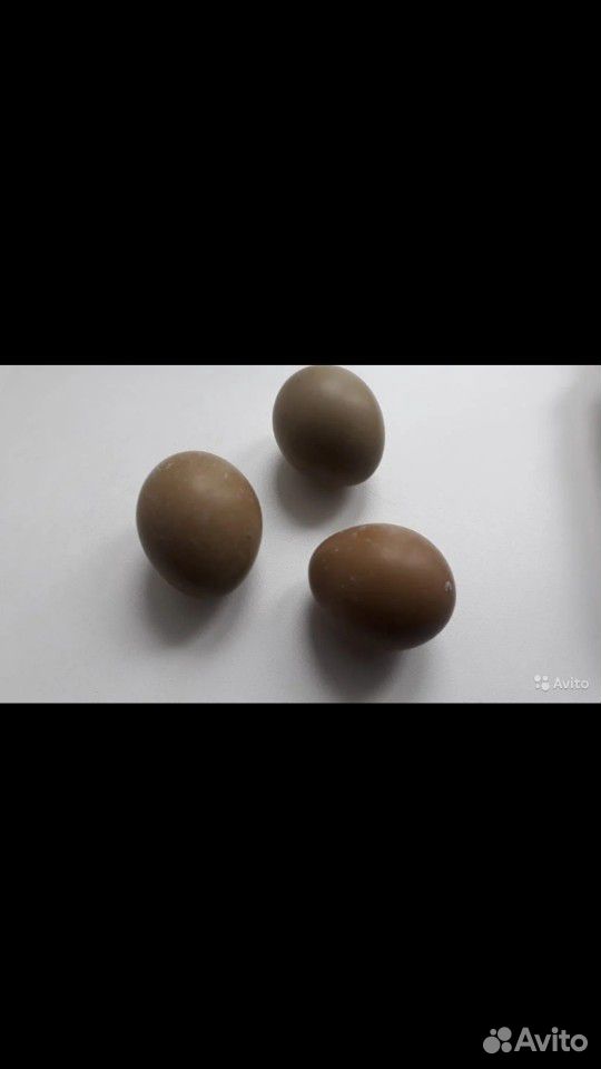 Яйца охотнечнего фазана купить на Зозу.ру - фотография № 2