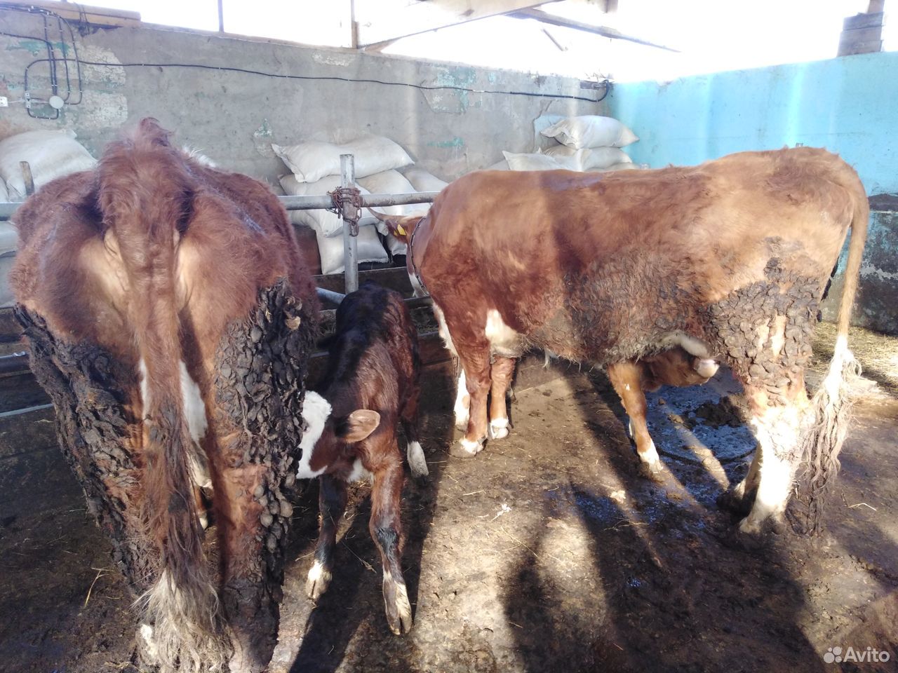 Коровы герефорды с телятами купить на Зозу.ру - фотография № 7
