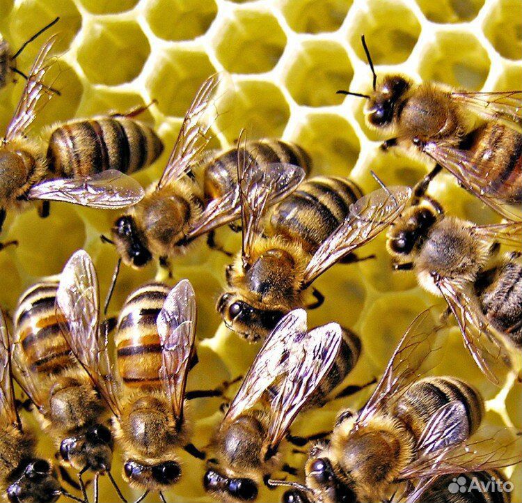 Пчелы, семьи пчел с ульями купить на Зозу.ру - фотография № 1
