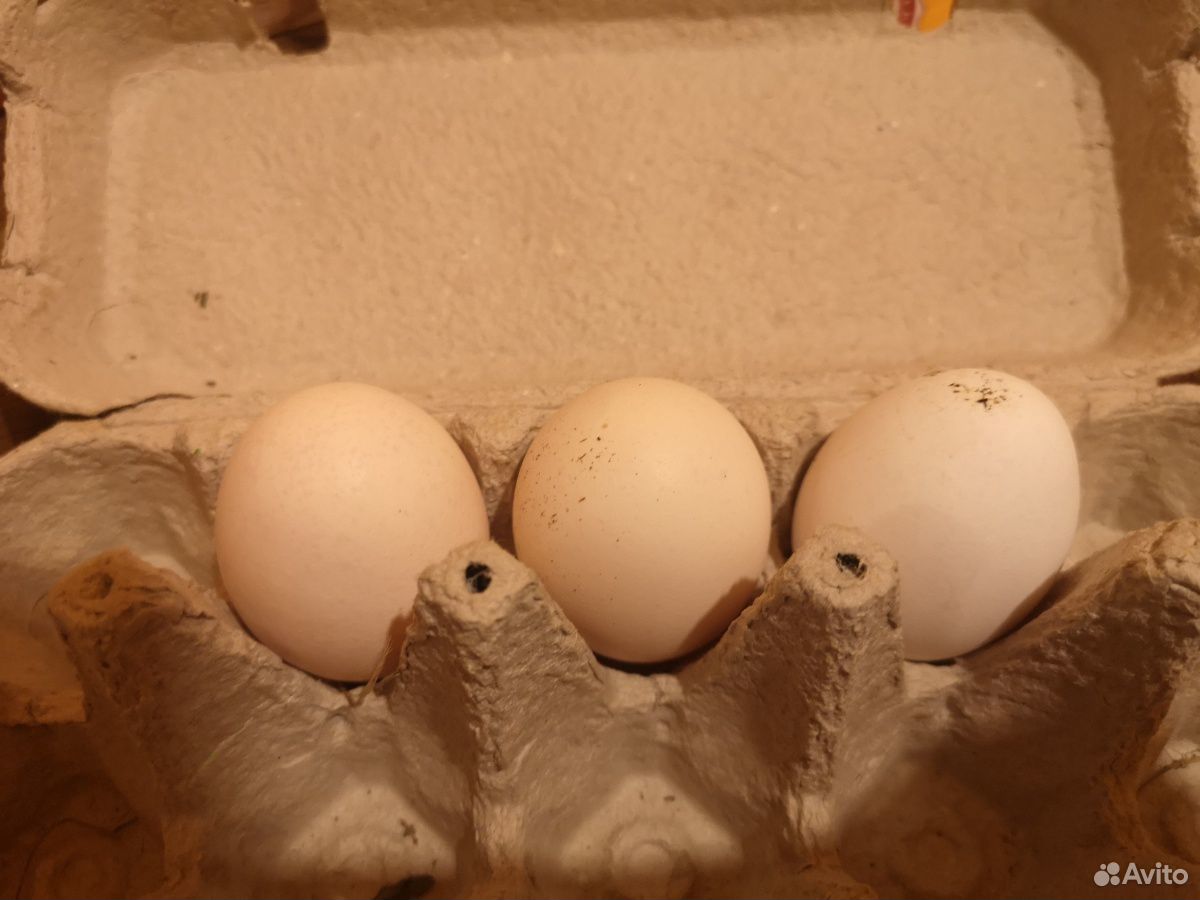 Инкубационное яйцо пушкинских кур купить на Зозу.ру - фотография № 1