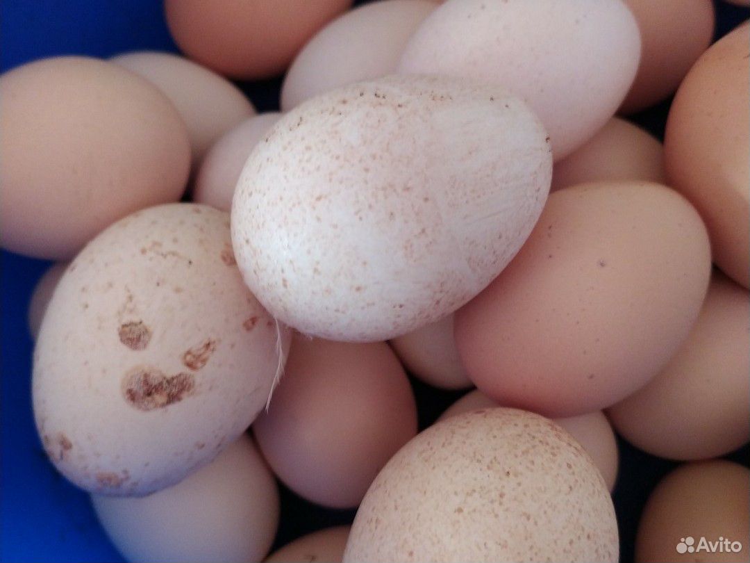 Яйца индюшки купить на Зозу.ру - фотография № 1