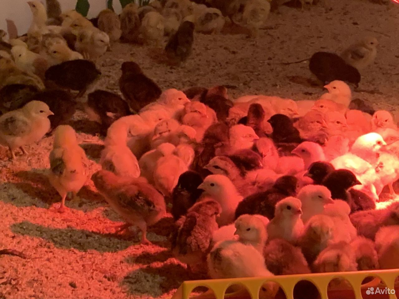 Цыплята суточные, месячные, яйца и для инкубации купить на Зозу.ру - фотография № 6