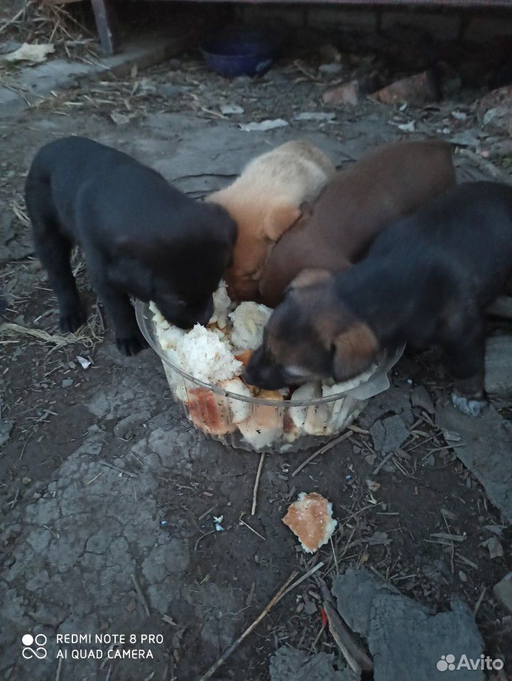 Собаки дворовые бесплатно купить на Зозу.ру - фотография № 4