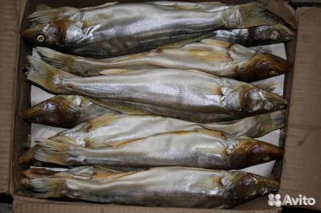 Вяленая рыба Плотва Щука Судак купить на Зозу.ру - фотография № 9