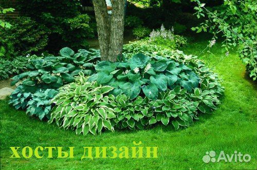 Цветы, кустарники для дизайна сада купить на Зозу.ру - фотография № 6